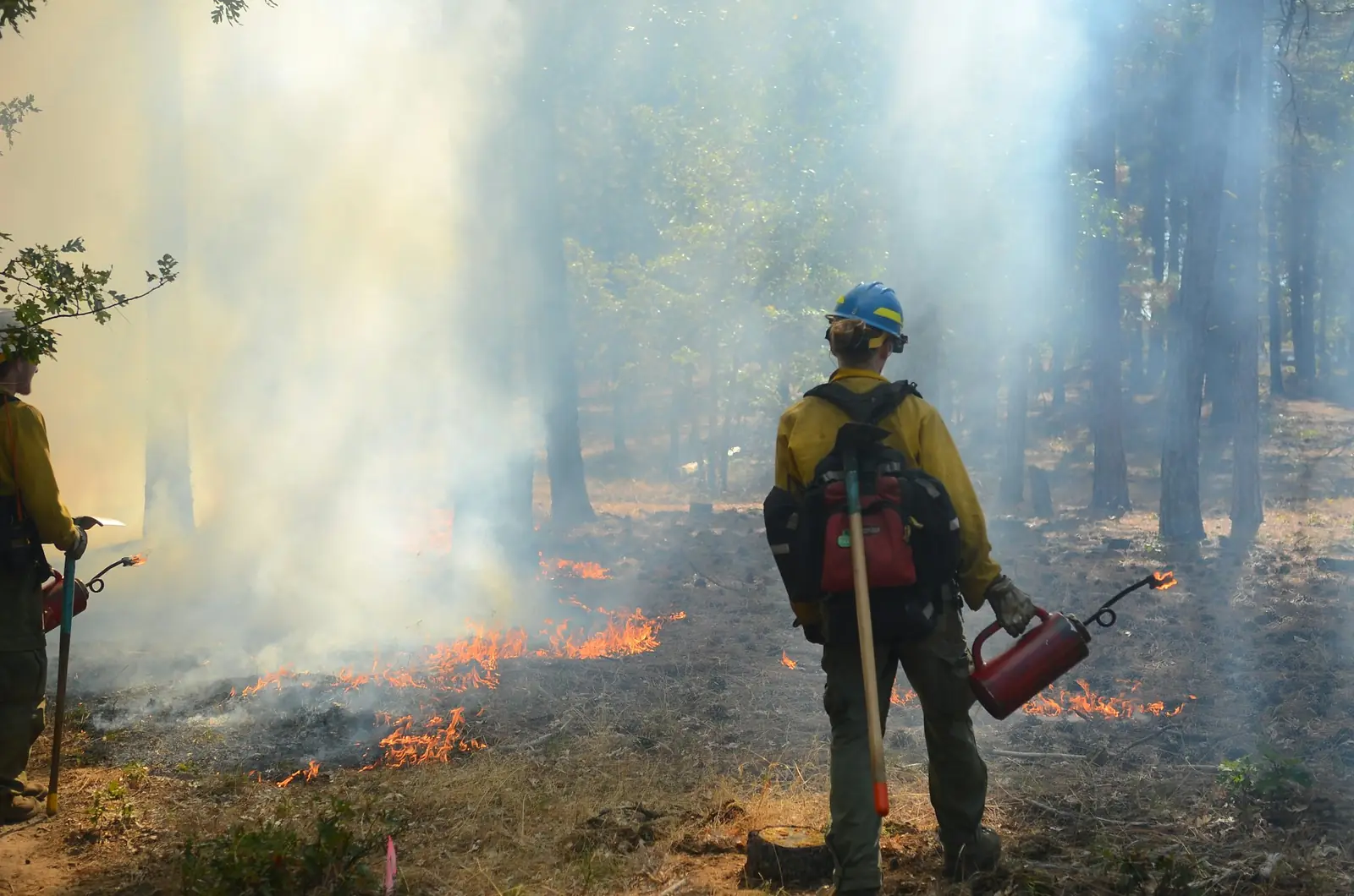 Wildland firefighters working in front of a forest fire